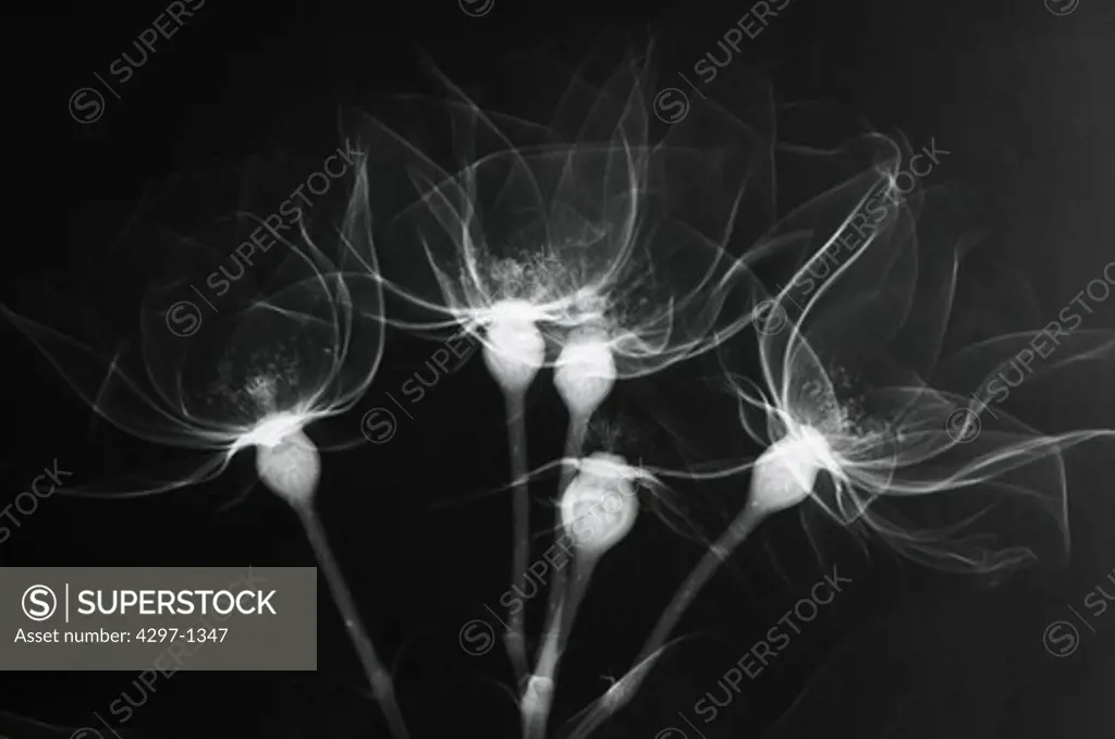 X-ray of roses