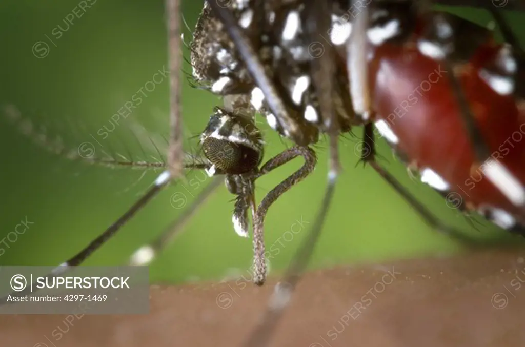 Aedes albopictus mosquito feeding on human blood. This mosquito is an epidemiologically important vector for the transmission of many viral pathogens