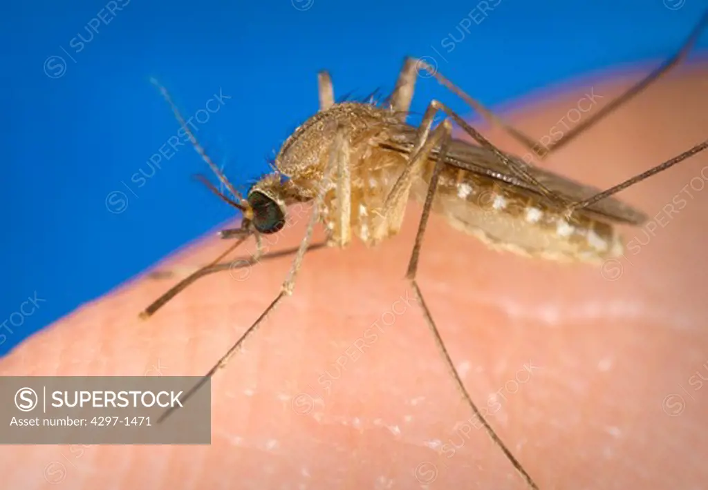 Culex quinquefasciatus mosquito, known as a vector for the West Nile virus that has landed on a human finger. The main transmitter of the West Nile virus in the southeast is the species C. quinquefasciatus