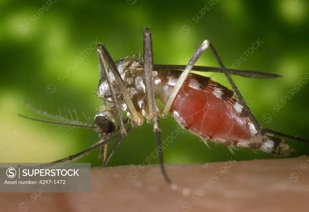 Ochlerotatus triseriatus mosquito obtaining a blood meal from a human hand. Also known as Aedes triseriatus, and commonly known as the ''treehole mosquito', this species is a known West Nile Virus vector