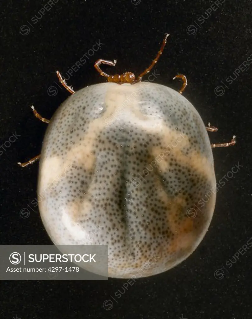 Dorsal view of an engorged female 'lone star tick' Amblyomma americanum. An Ixodes or 'hard' tick, A. americanum is found through the southeast and south-central states, and has been shown to transmit the spirochete, Borrelia lonestari