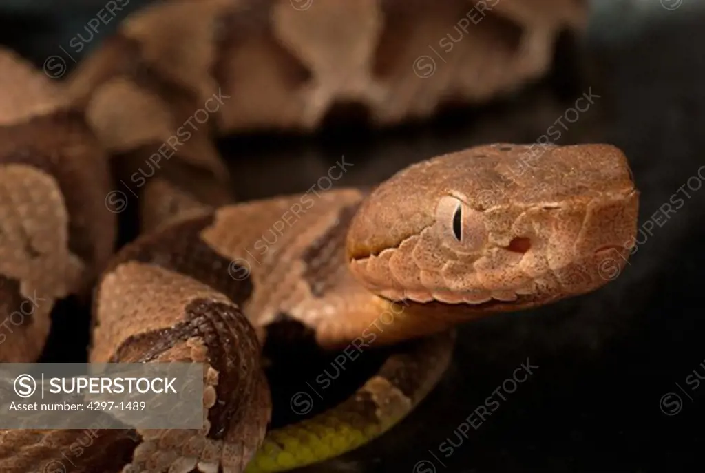 Juvenile venomous Southern copperhead (Agkistrodon contortrix) snake, Decatur, Georgia, USA