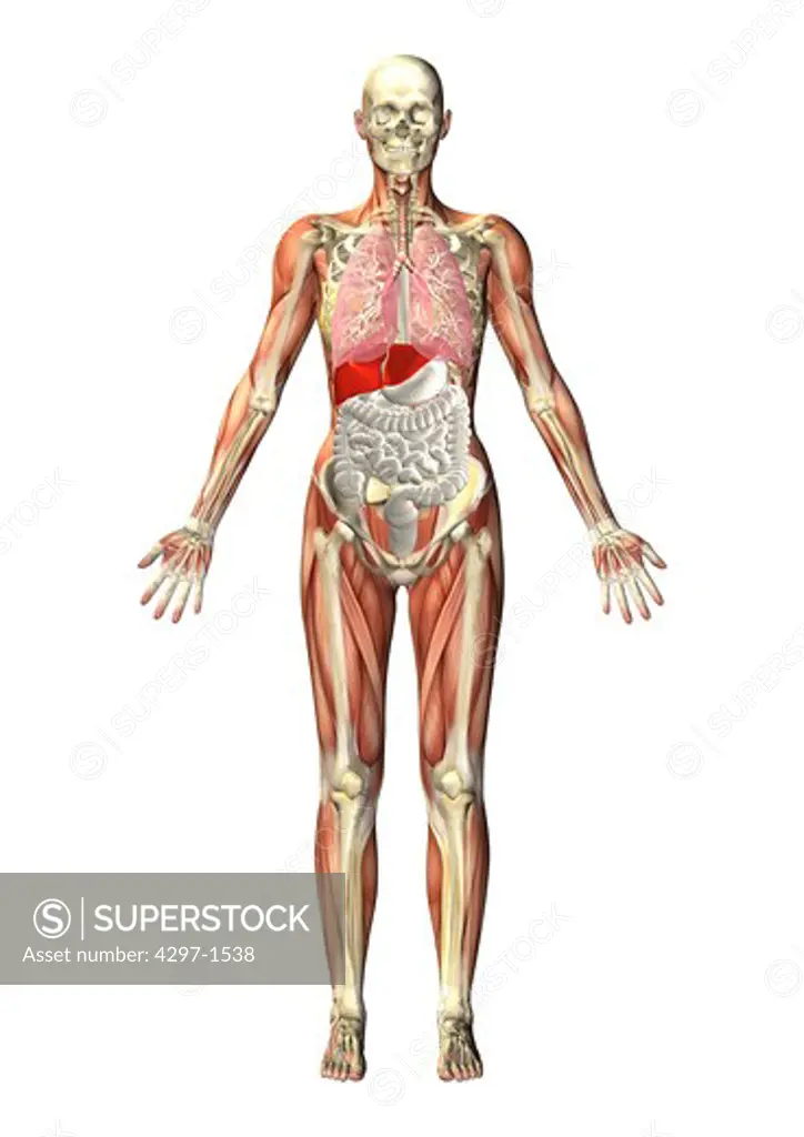 Anatomical illustration of a standing figure showing the internal organs through a transparent body