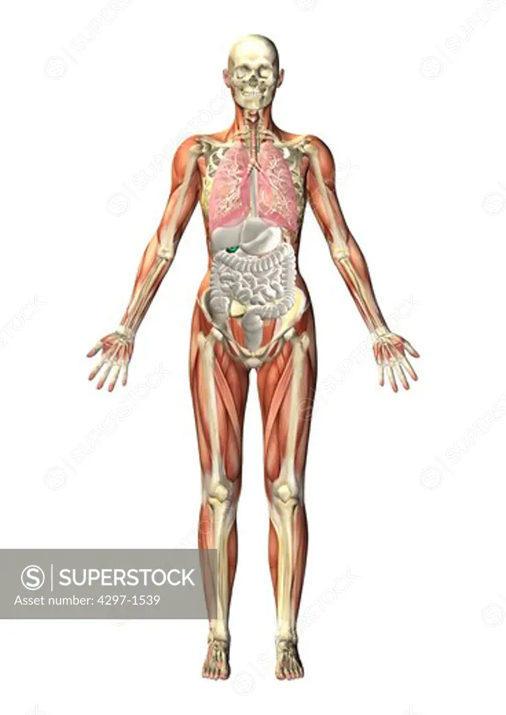 Anatomical illustration of a standing figure showing the internal organs through a transparent body