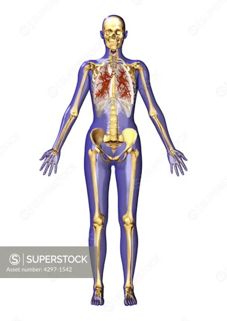 Anatomical illustration of a man in frontal view