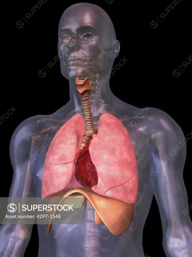 Illustration of the human lungs, diaphragm and heart