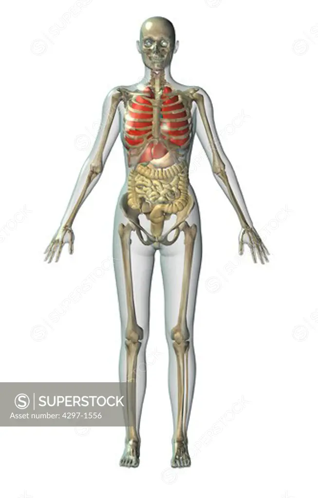 Anatomical illustration of a man in frontal view