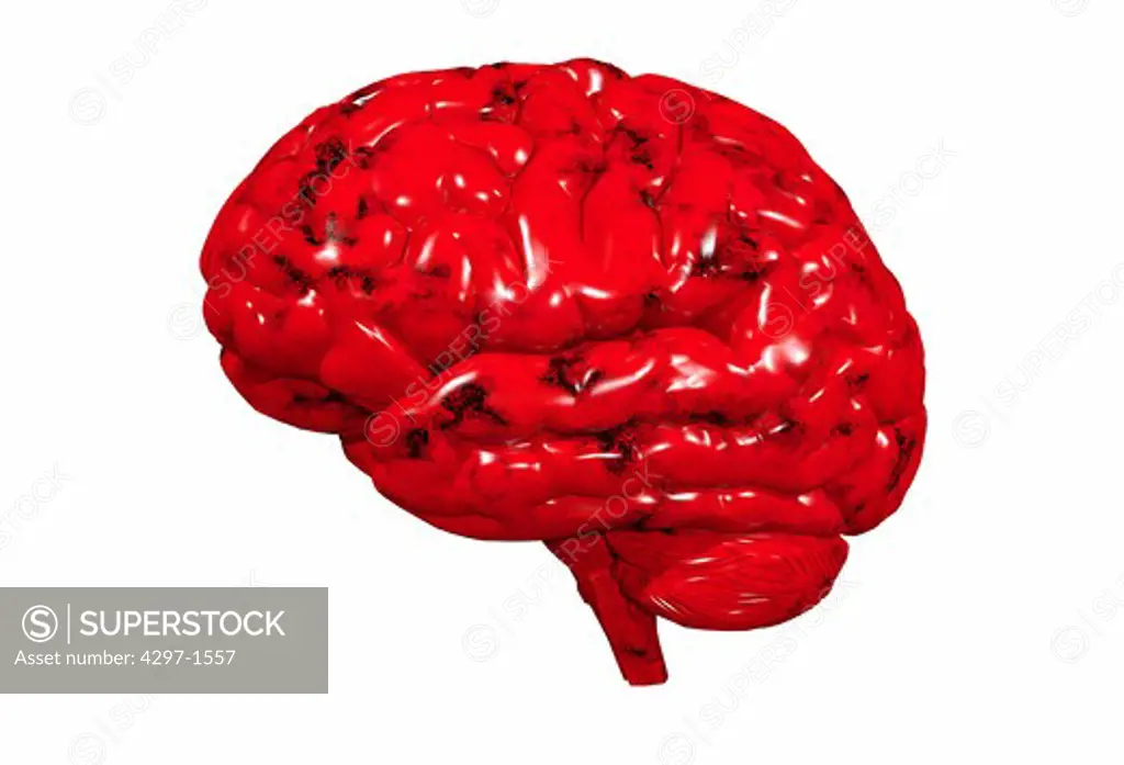 Anatomical illustration of the human brain viewed from the left side showing the cerebral lobes and cerebellum