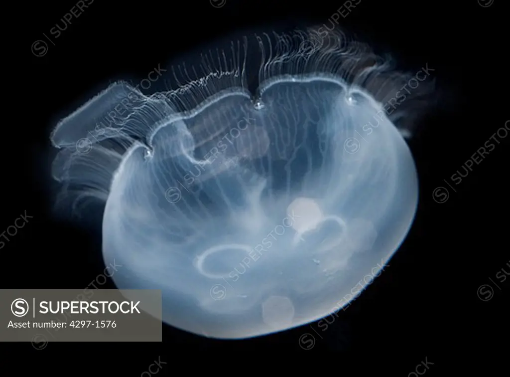 Moon jellyfish photographed at an aquarium. These jellyfish are found throughout most of the world's oceans
