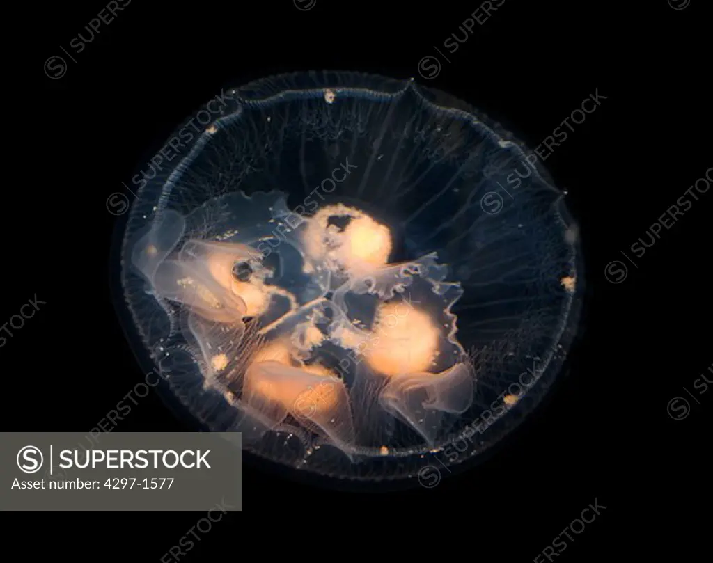 Moon jellyfish photographed at an aquarium. These jellyfish are found throughout most of the world's oceans. The gonads of the Atlantic Moon Jellies in this photo are visible as four round shapes