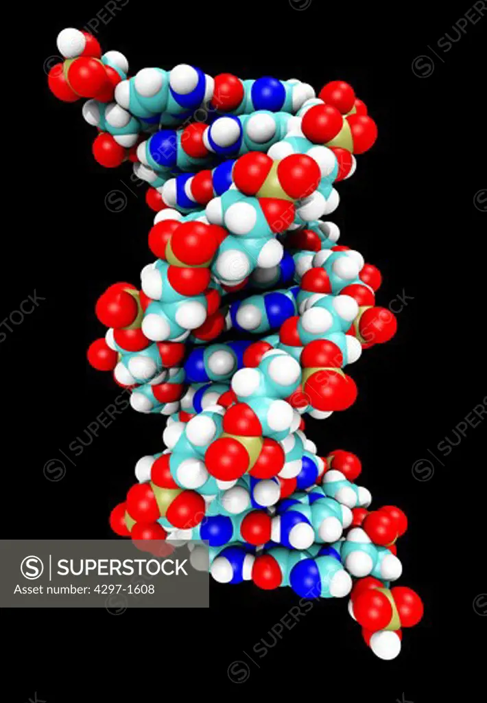 Computer generated three-dimensional model of the structure of the DNA helix