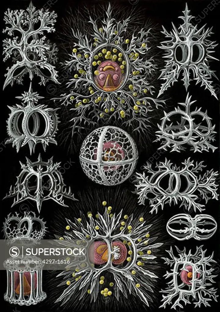 Radiolarians of the order Stephoidea from Ernst Haeckel's Kunstformen der Natur (1904) the 71st plate