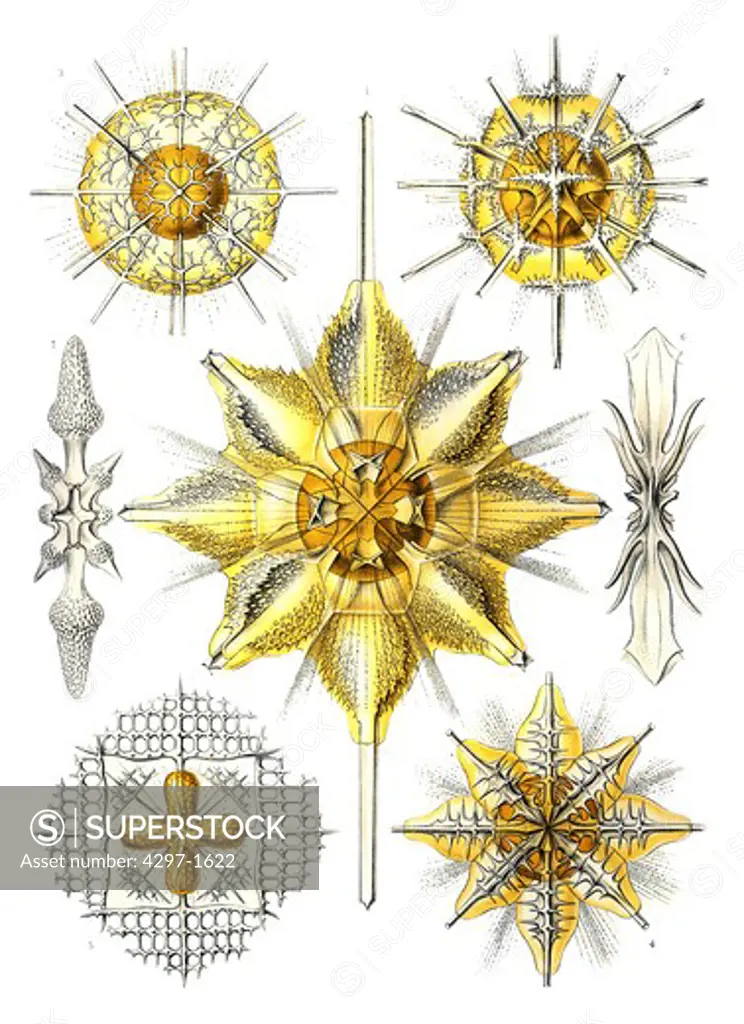 Radiolarians classified as Acanthometra the 21st plate from Ernst Haeckel's Kunstformen der Natur (1904)