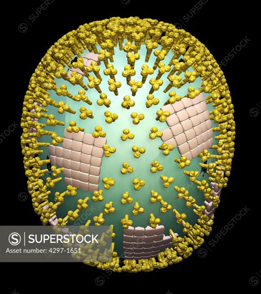 Illustration of swine flu virus showing the structure of the influenza virion including the hemagglutinin and neuraminidase proteins on the surface of the particle