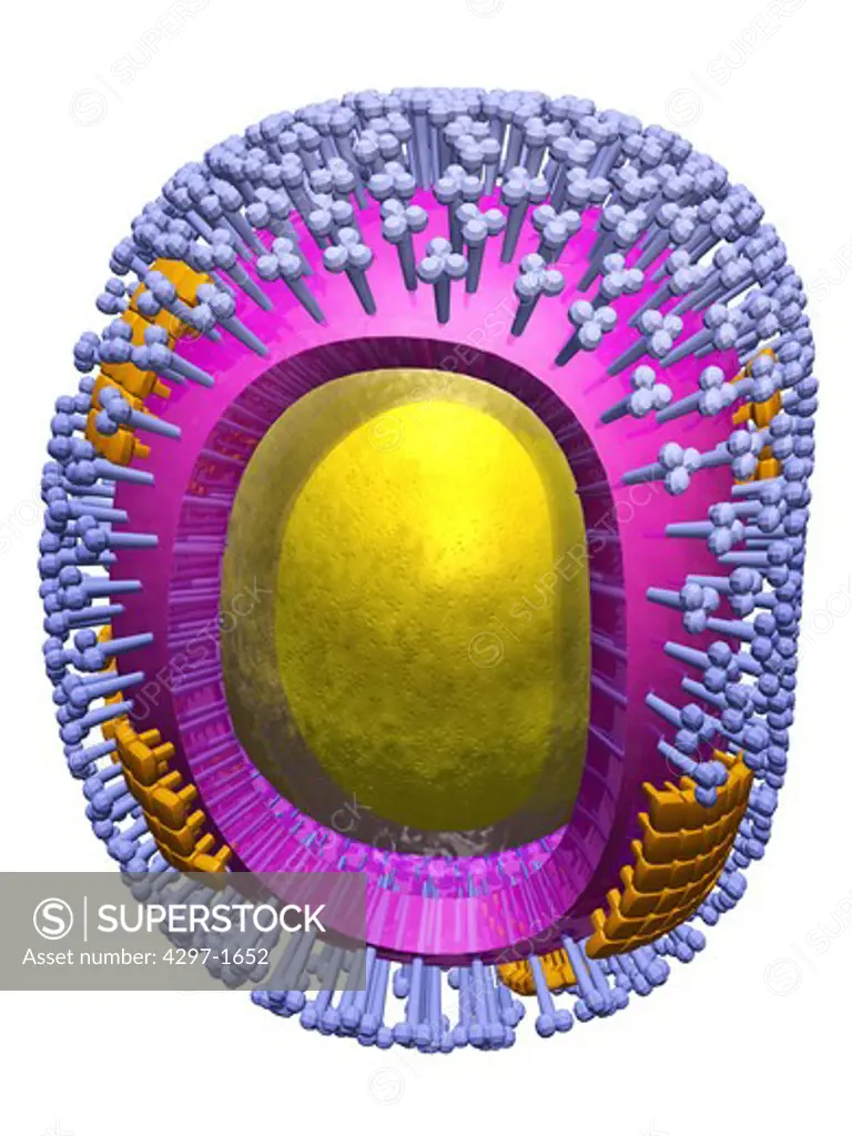 Illustration of swine flu virus showing the structure of the influenza virion including the hemagglutinin and neuraminidase proteins on the surface of the particle