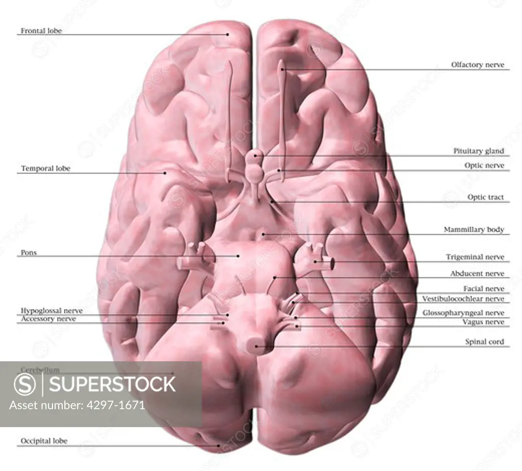 Anatomical illustration of the underside of the human brain