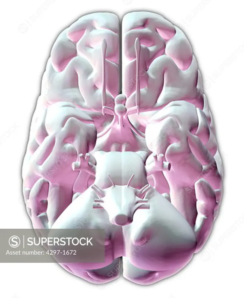 Anatomical illustration of the underside of the human brain