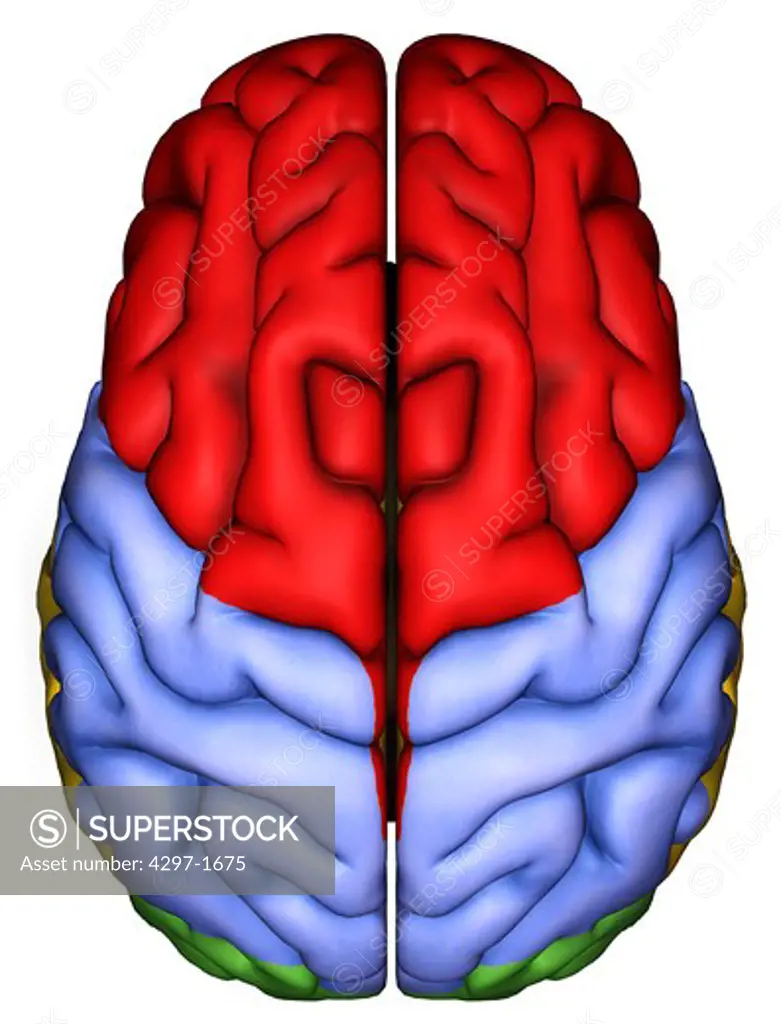Anatomical illustration of the human brain from above