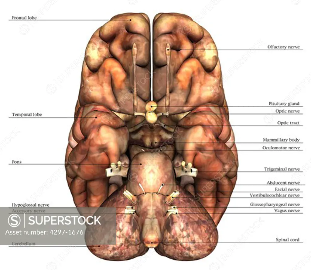 Named anatomical illustration of the underside of the human brain