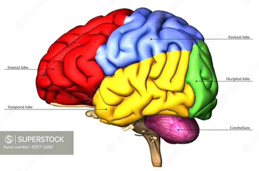 Anatomical illustration of the human brain viewed from the left side with the cerebral lobes and cerebellum colored