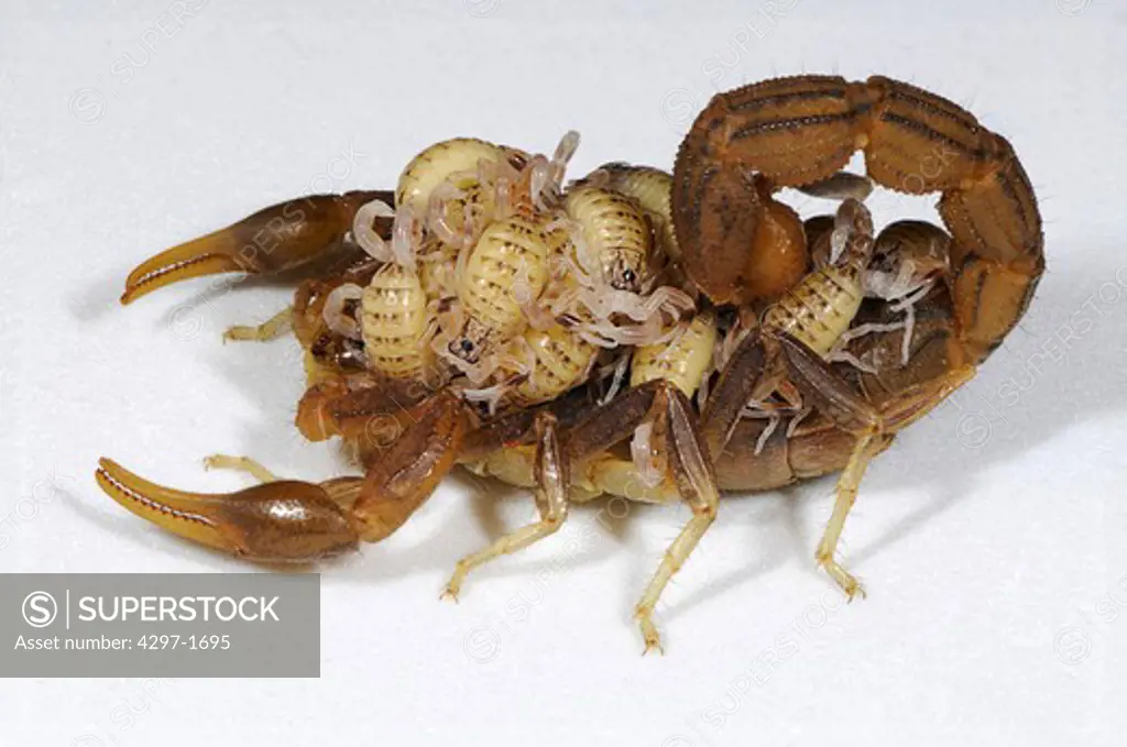 Hottentota scorpion carrying its young on its back photographed in Tanzania