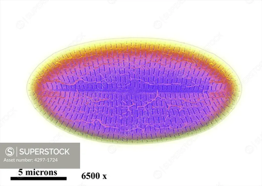 SEM image of a diatom