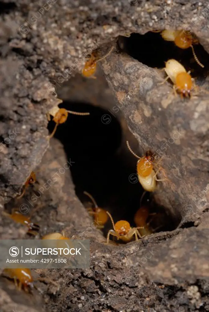 Close-up of a disturbed nest of Formosan subterranean termites (Coptotermes formosanus)