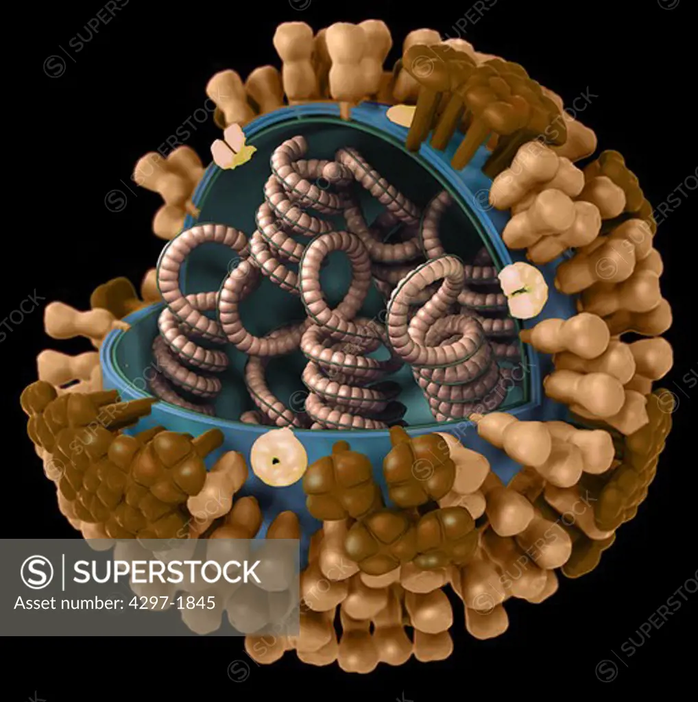 Generic influenza virionis ultrastructure has a protein coat, or ncapsidi, which has been cut away, revealing its inner nucleic acid core proteins. There are three types of influenza viruses: A, B and C