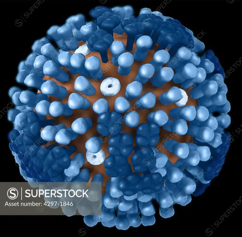 A generic influenza virionis ultrastructure has a protein coat, or ncapsidi. There are three types of influenza viruses: A, B and C. Human influenza A and B viruses cause seasonal epidemics of disease almost every winter in the United States