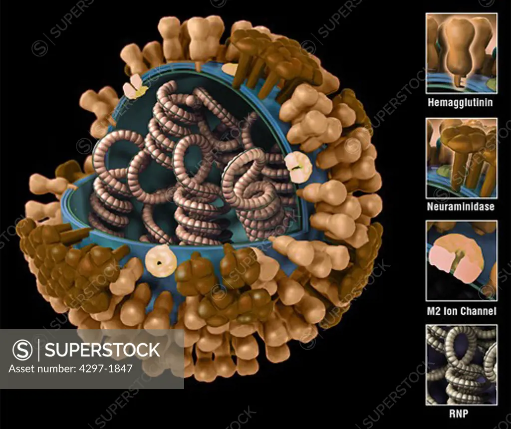 Generic influenza virionis ultrastructure has a protein coat, or ncapsidi, which has been cut away, revealing its inner nucleic acid core proteins. There are three types of influenza viruses: A, B and C
