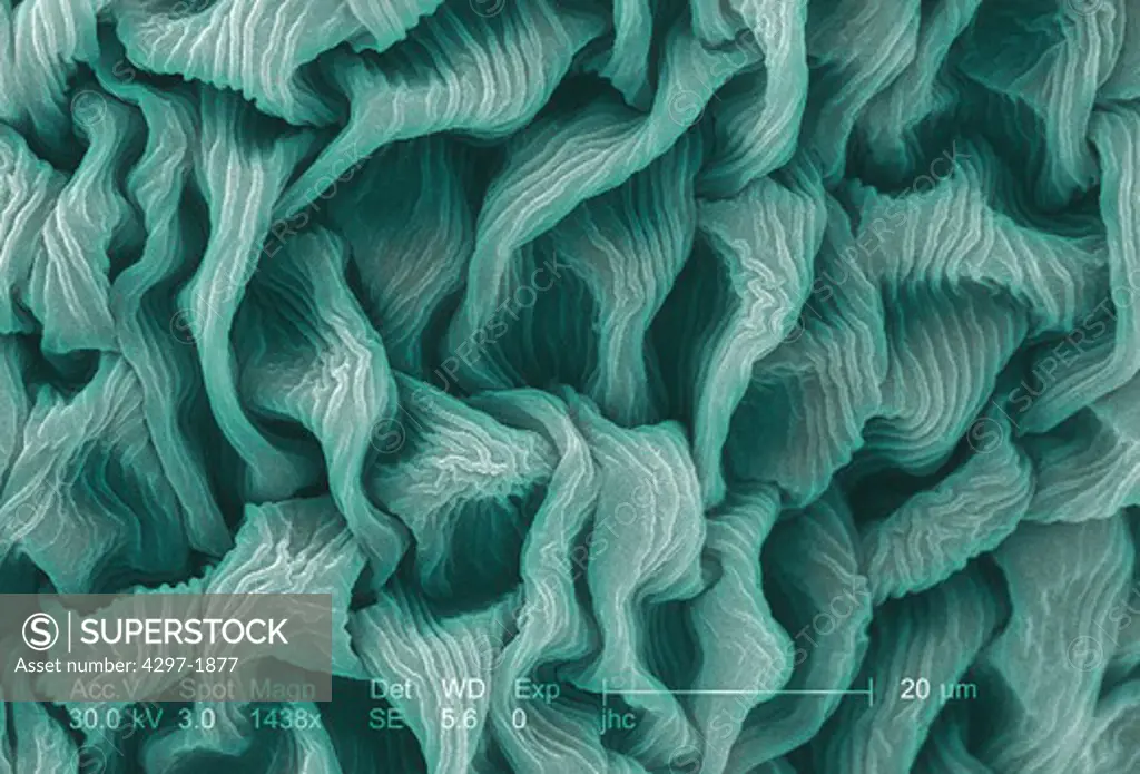 Scanning electron microscopic image of the ultrastructural details seen on the surface of a crimson clover (Trifolium incarnatum)
