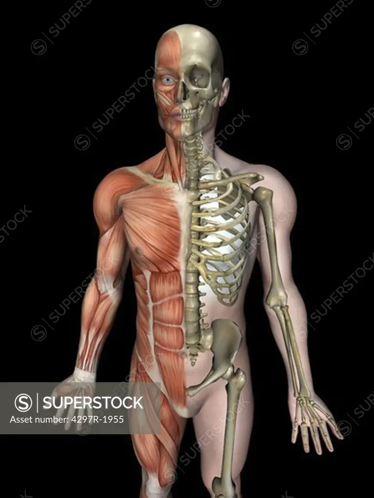 Anatomical illustration of the human body showing the skeleton and musculature