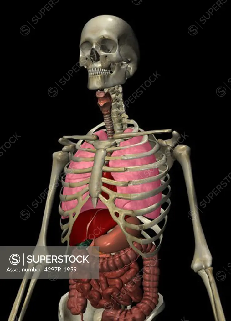 Anatomical illustration of the human body showing the major organs