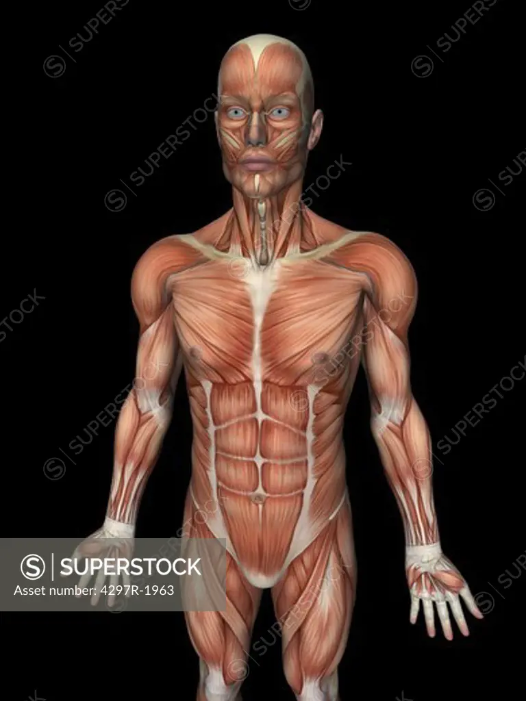Anatomical illustration of the human body showing the superficial muscles