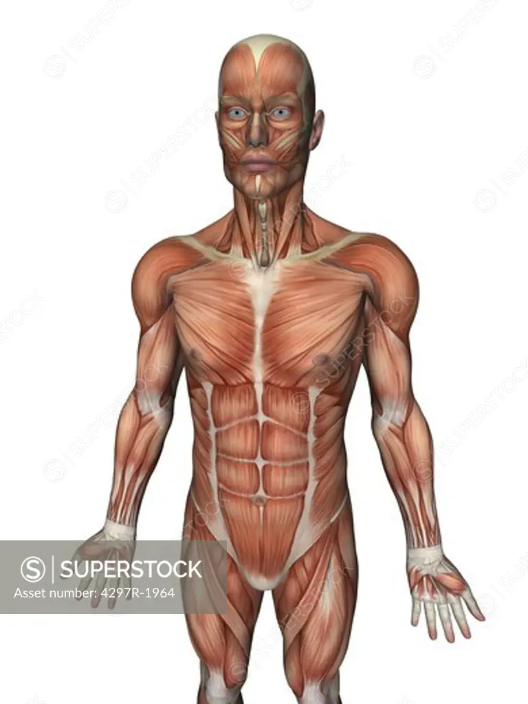 Anatomical illustration of the human body showing the superficial muscles