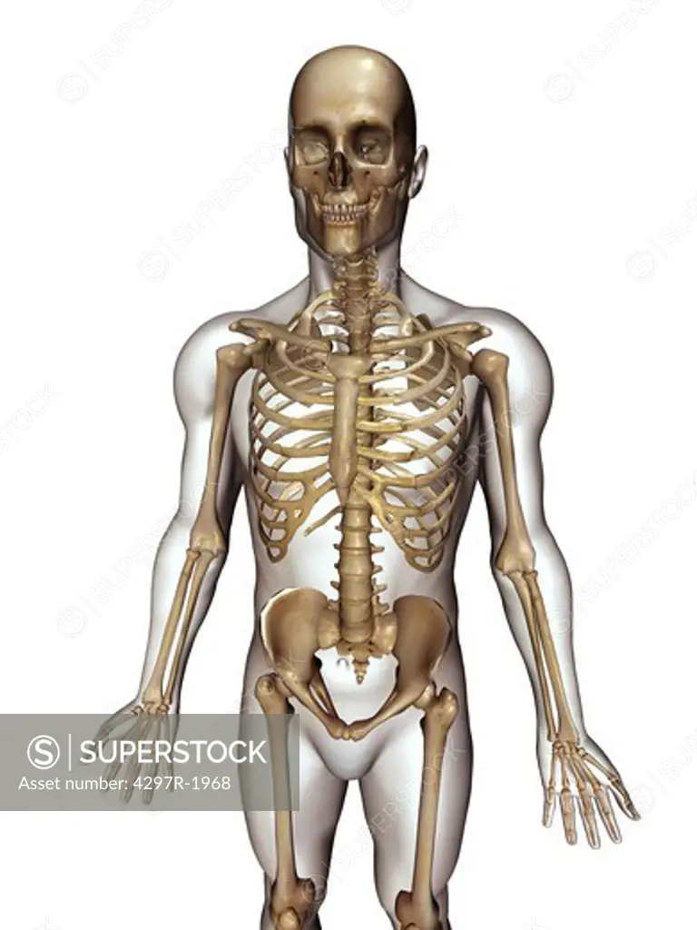 Anatomical illustration of the human body showing the skeleton