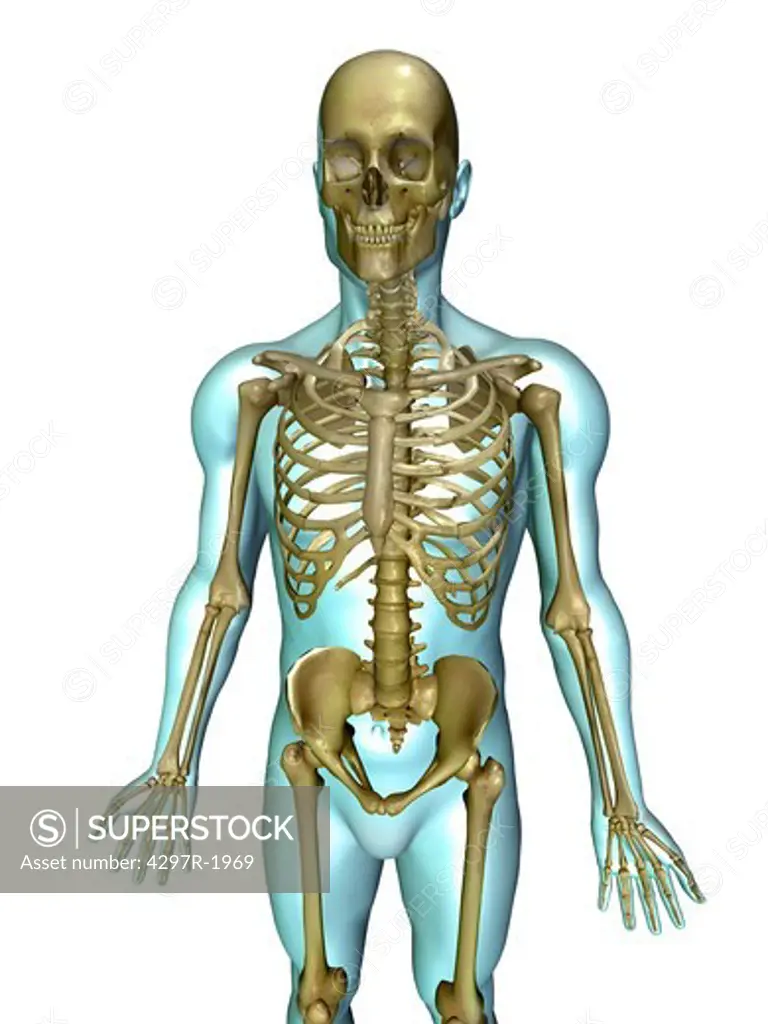 Anatomical illustration of the human body showing the human skeleton