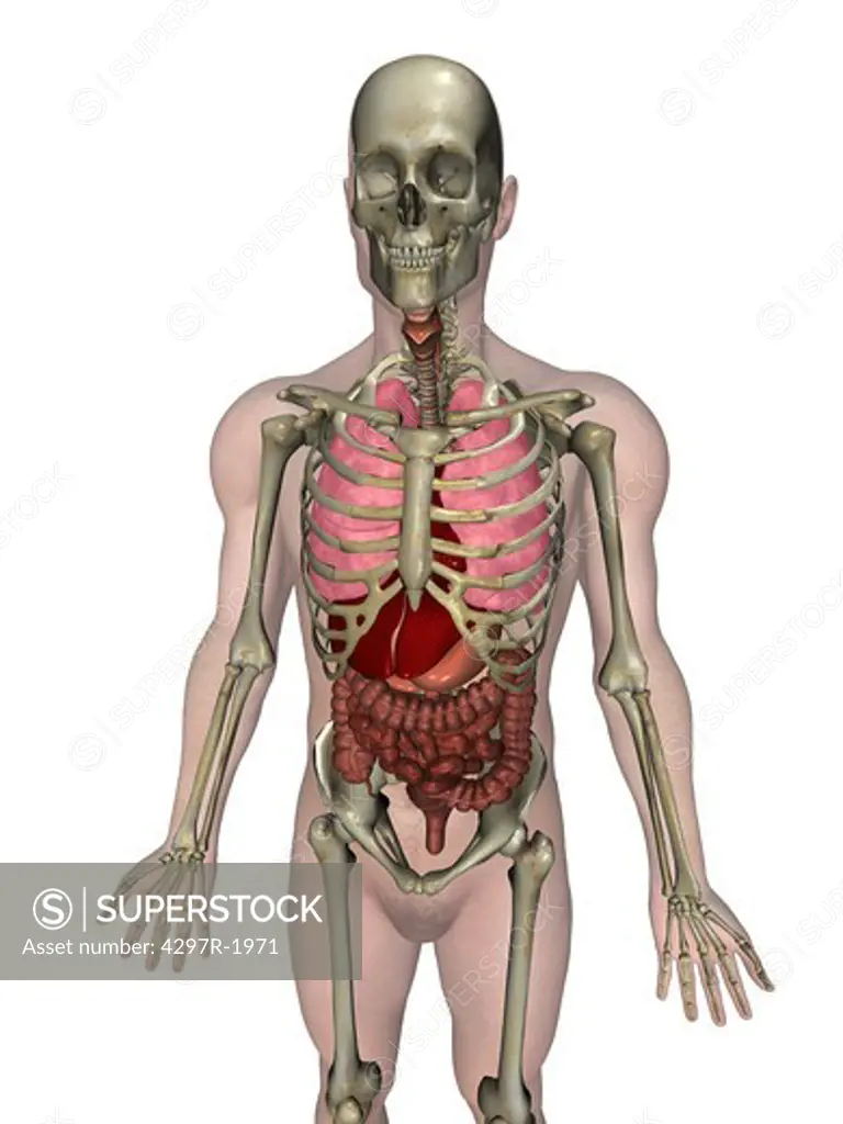 Anatomical illustration of the human body showing the major organs
