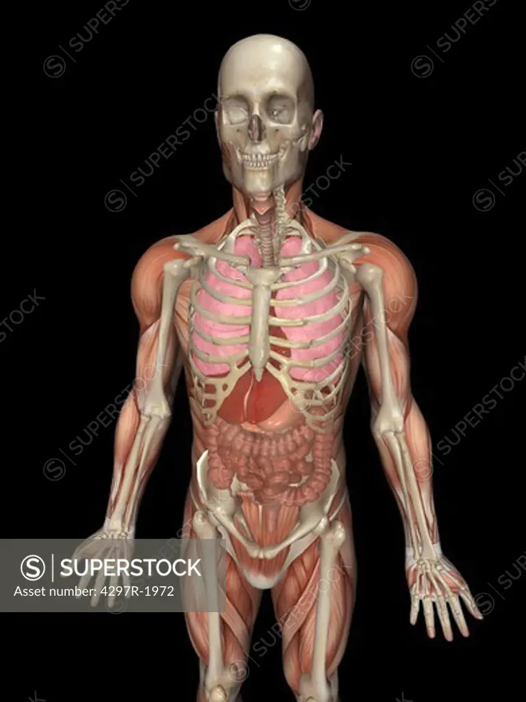 Anatomical illustration of the human body showing organs