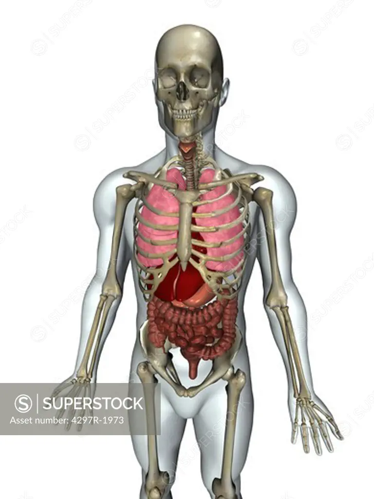 Anatomical illustration of the human body showing organs
