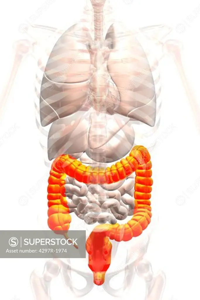 Anatomical illustration showing the appendix, cecum and colon