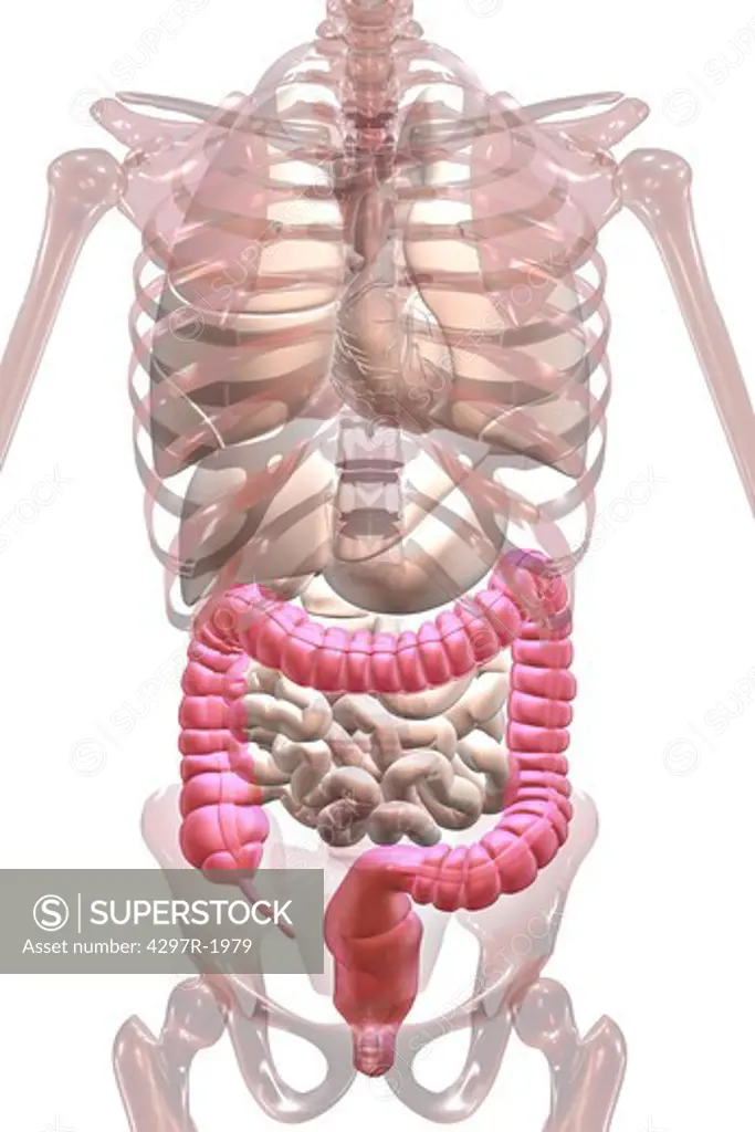 Anatomical illustration showing the appendix, cecum and colon highlighted in color