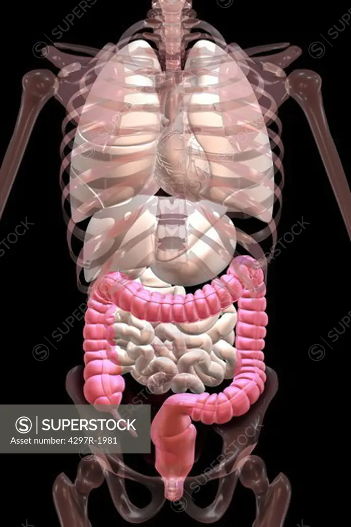 Anatomical illustration showing the appendix, cecum and colon highlighted in color