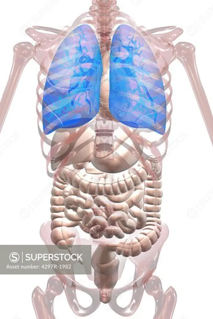Anatomical illustration of the human body showing the lungs and other organs