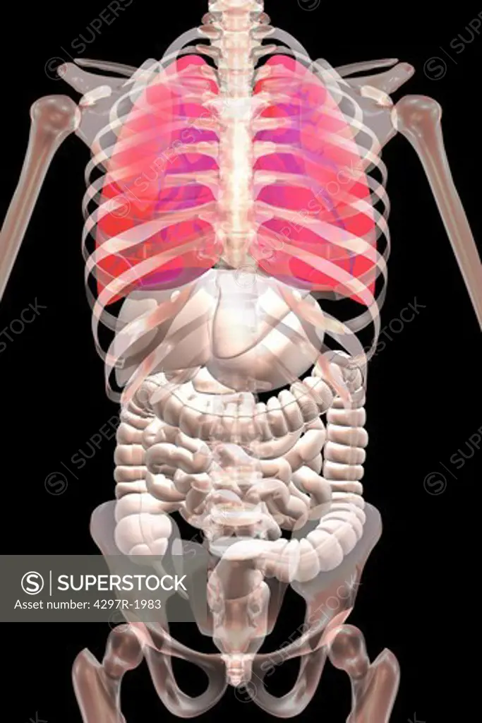 Anatomical illustration of the human body showing the lungs and other organs