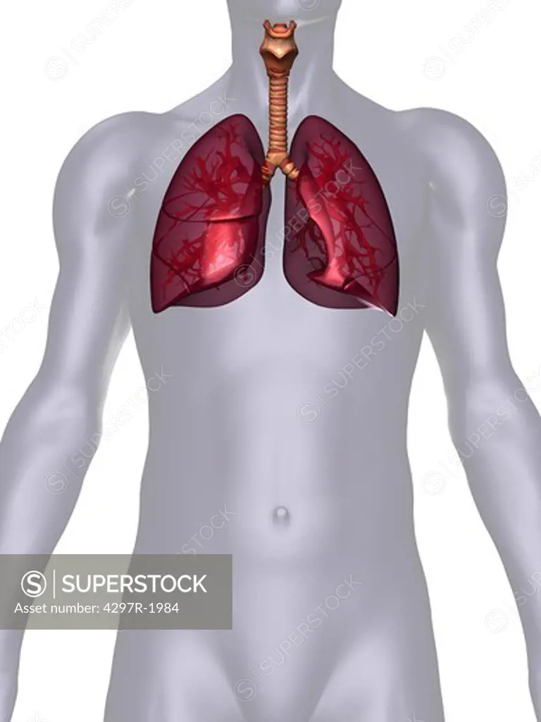Anatomical illustration of the human body showing the lungs