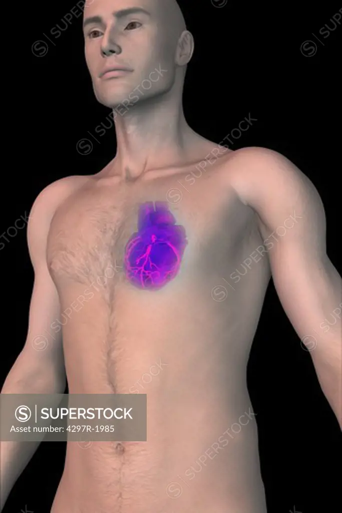 Anatomical illustration of the human heart within a man's chest