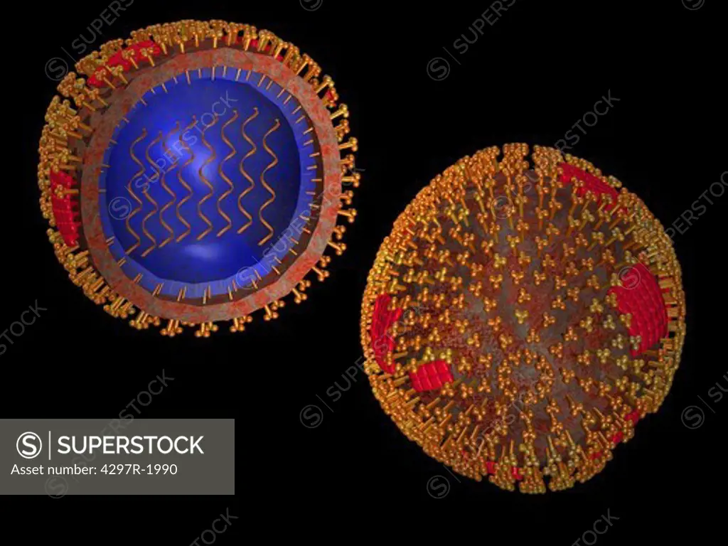 Illustration of the structure of a typical human virus