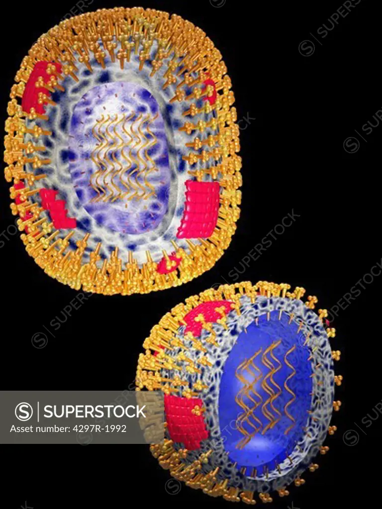 Illustration of the structure of a typical human virus