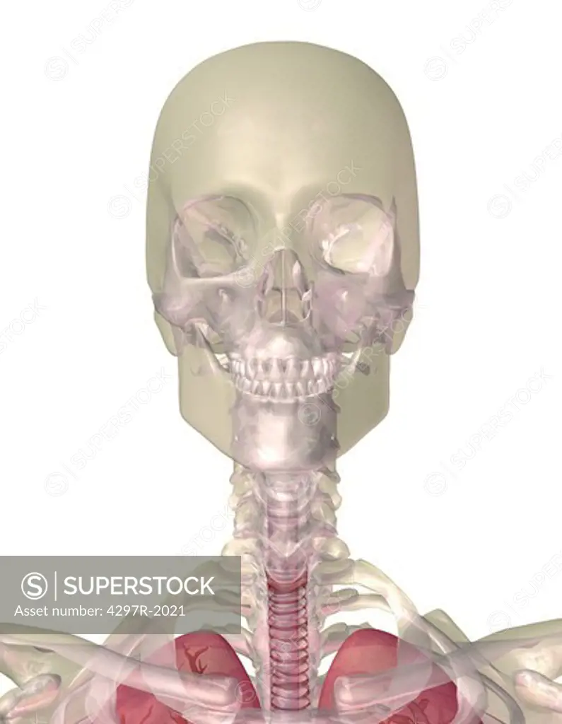 Illustration of a human skull and upper body